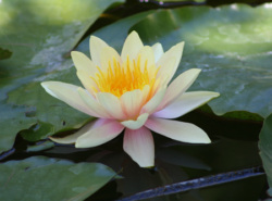 Serenity Water Lily