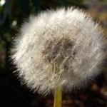 Gentle healing care