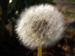 Gentle healing care