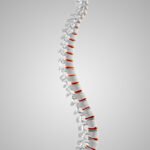 Healthy Spine Model Illustration