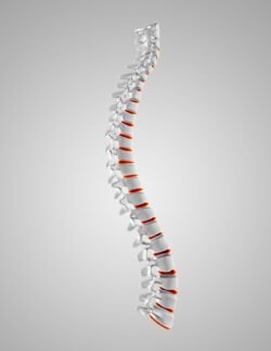 Healthy Spine Model Illustration